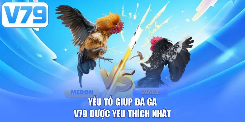 Yếu tố giúp đá gà V79 được yêu thích nhất